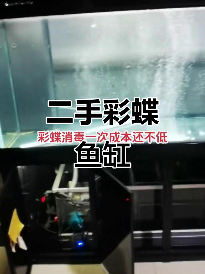 二手彩蝶鱼缸,专业养护更省心