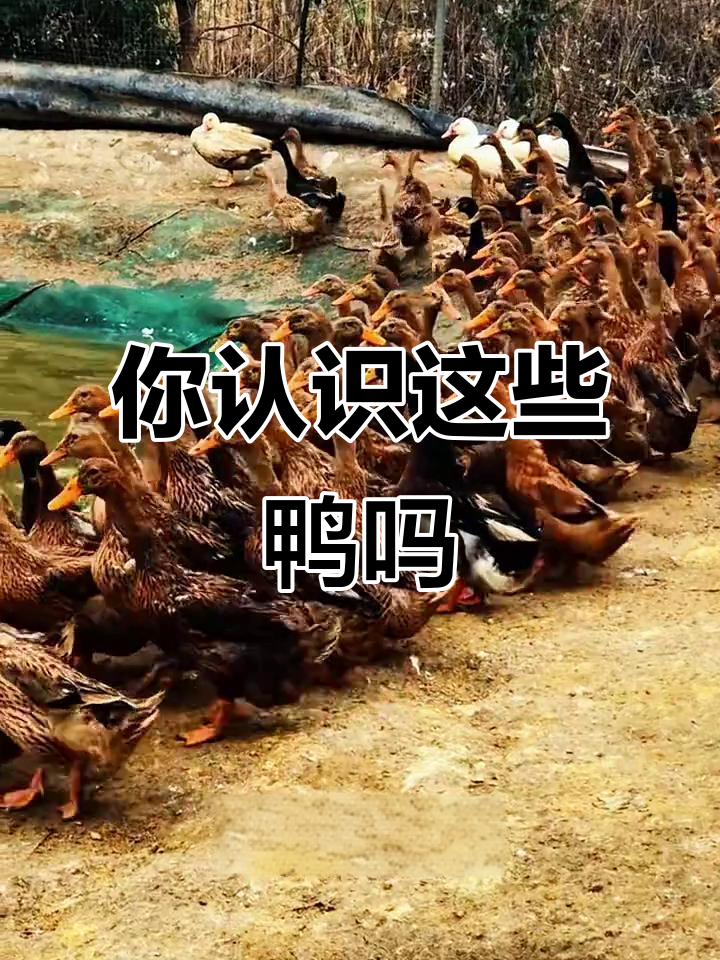 23种不同品种的鸭子,看看你能认出几种?