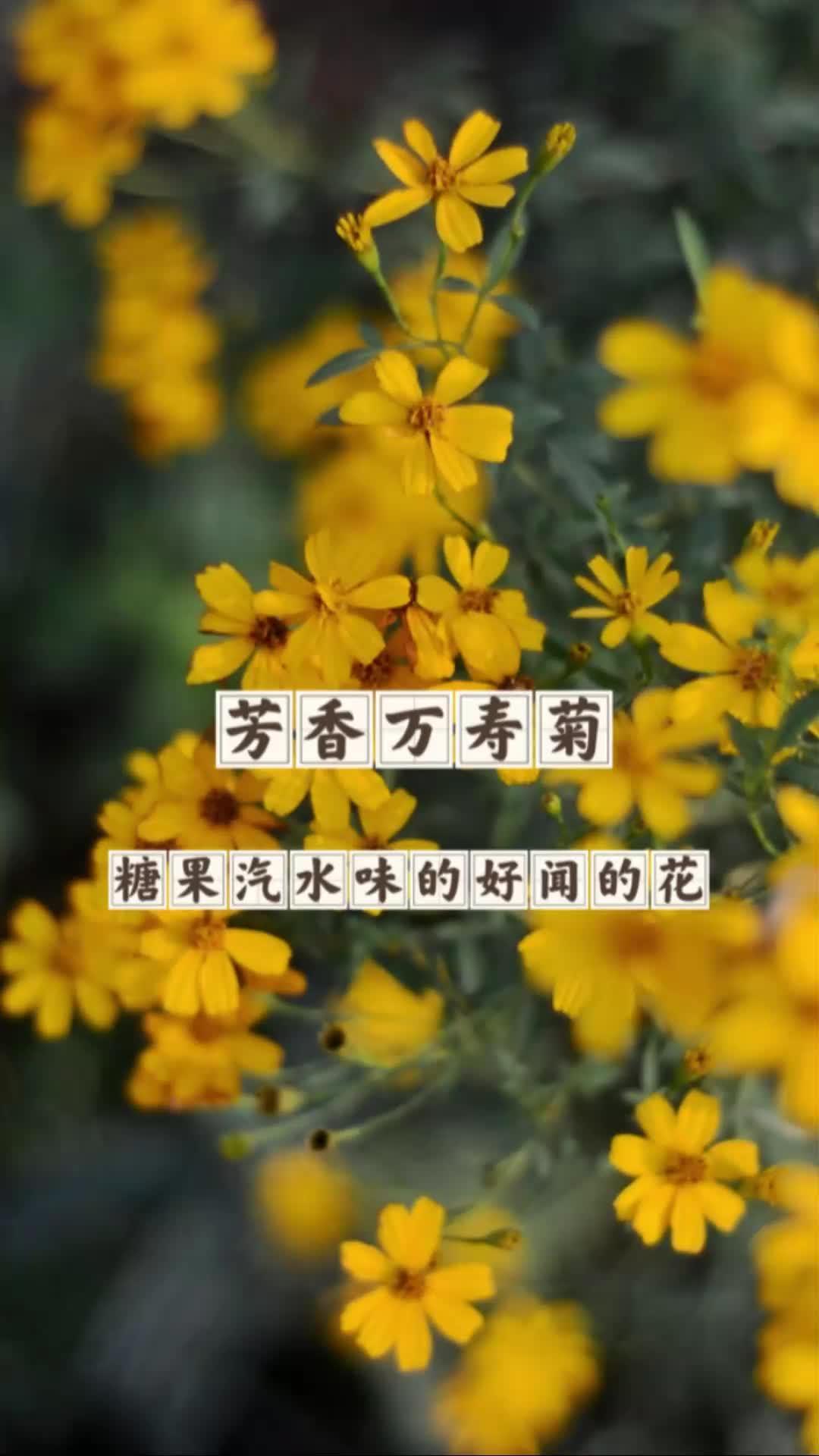 冬天的开花植物芳香万寿菊,香甜的气味还可以用来拌沙拉吃哦。芳香万寿菊 可以吃的花 冬天开花