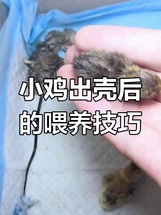 小鸡出壳后如何护理?喂水与进食注意事项