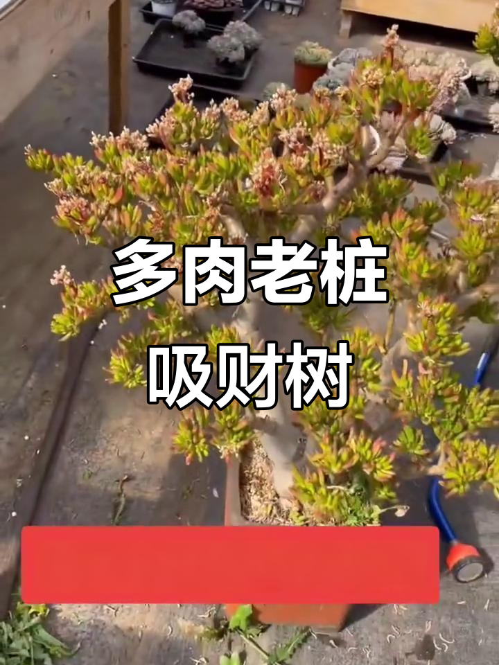 稀有老桩吸财树,多肉爱好者必收!