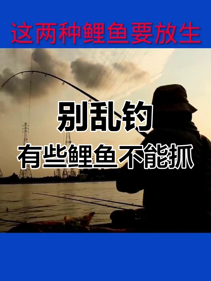 钓鲤鱼也能犯法?这些特殊品种千万别碰