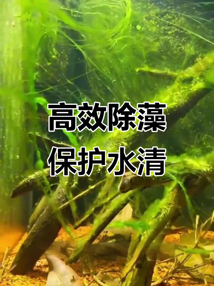 鱼缸藻类清除剂,让水质清澈如新