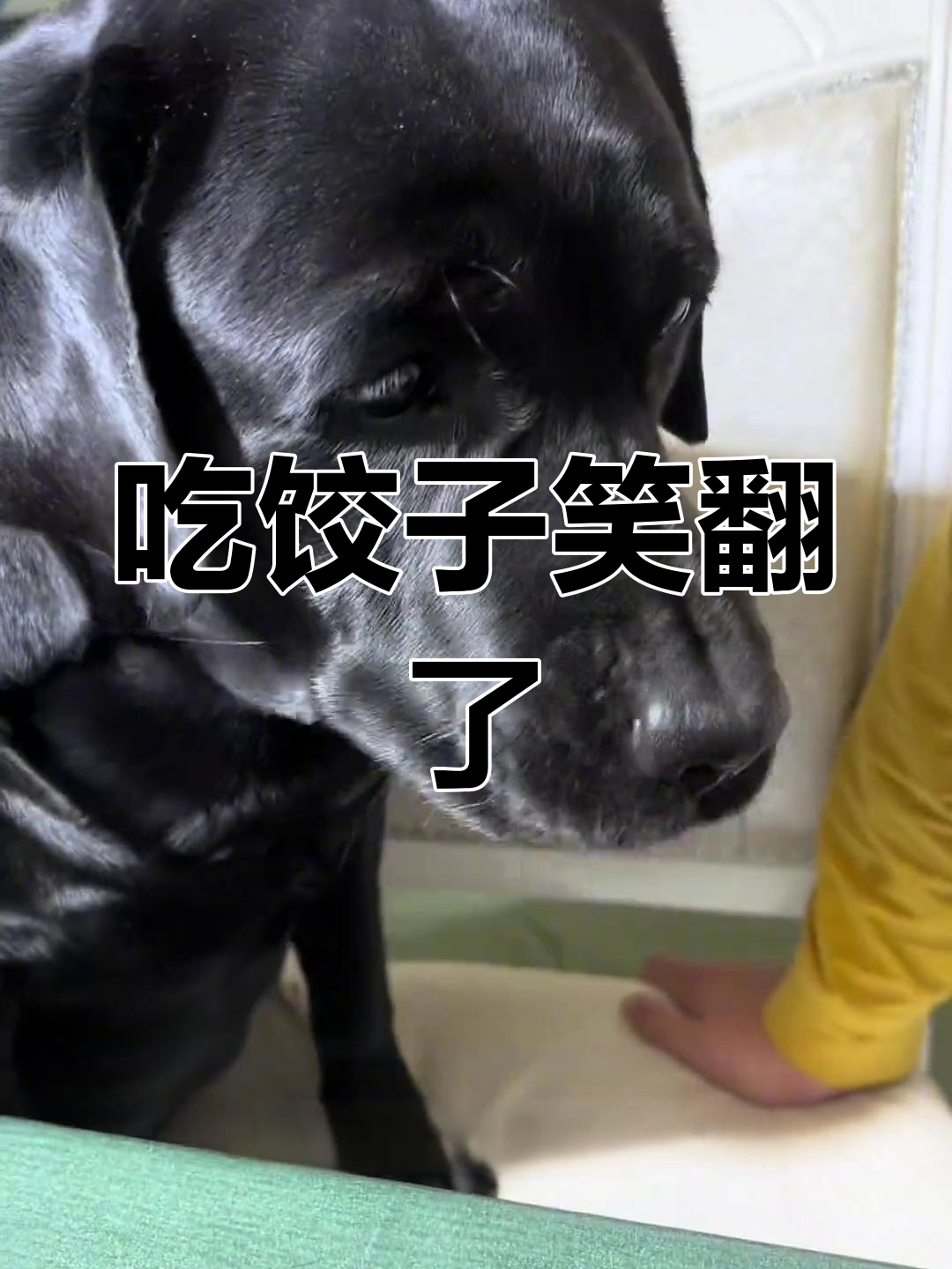 辛蒂吃饺子表情失控,面部管理得继续练习了