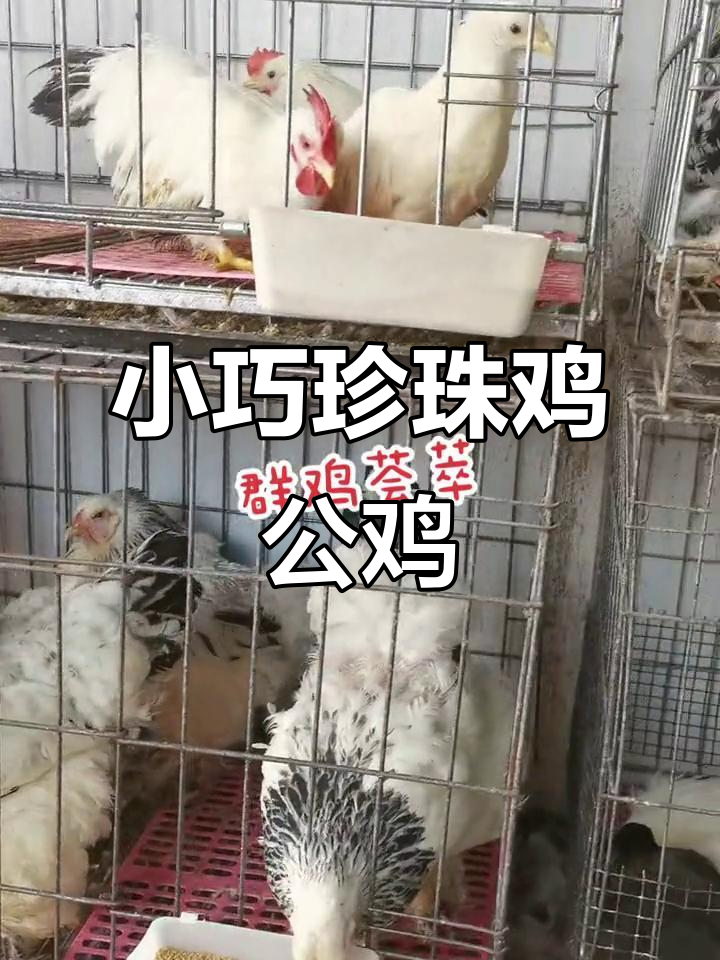 珍珠鸡公鸡短腿萌态，全国各地都能养