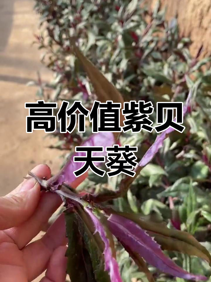 紫背天葵:营养丰富的多年生蔬菜