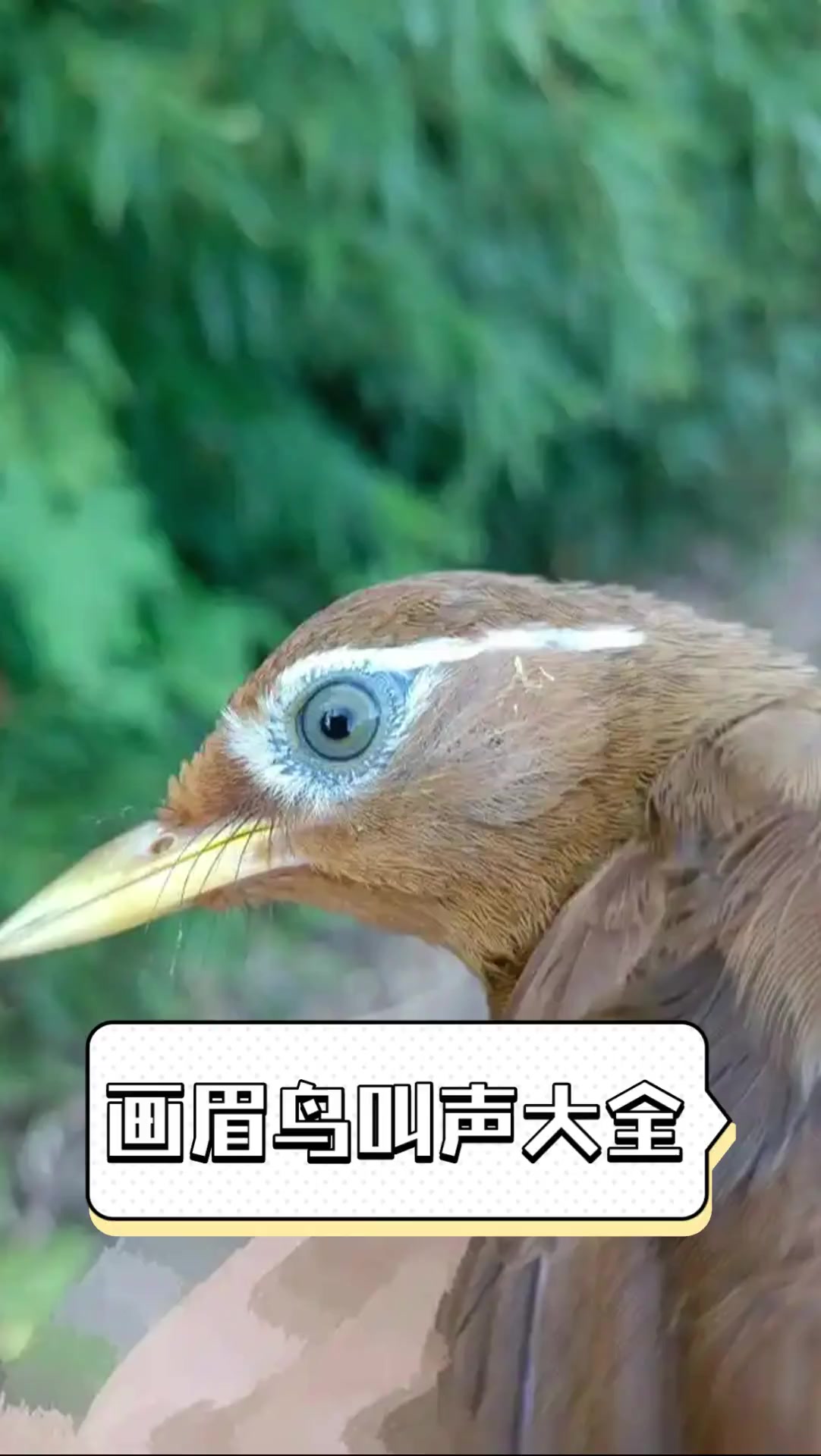 画眉鸟叫声大全