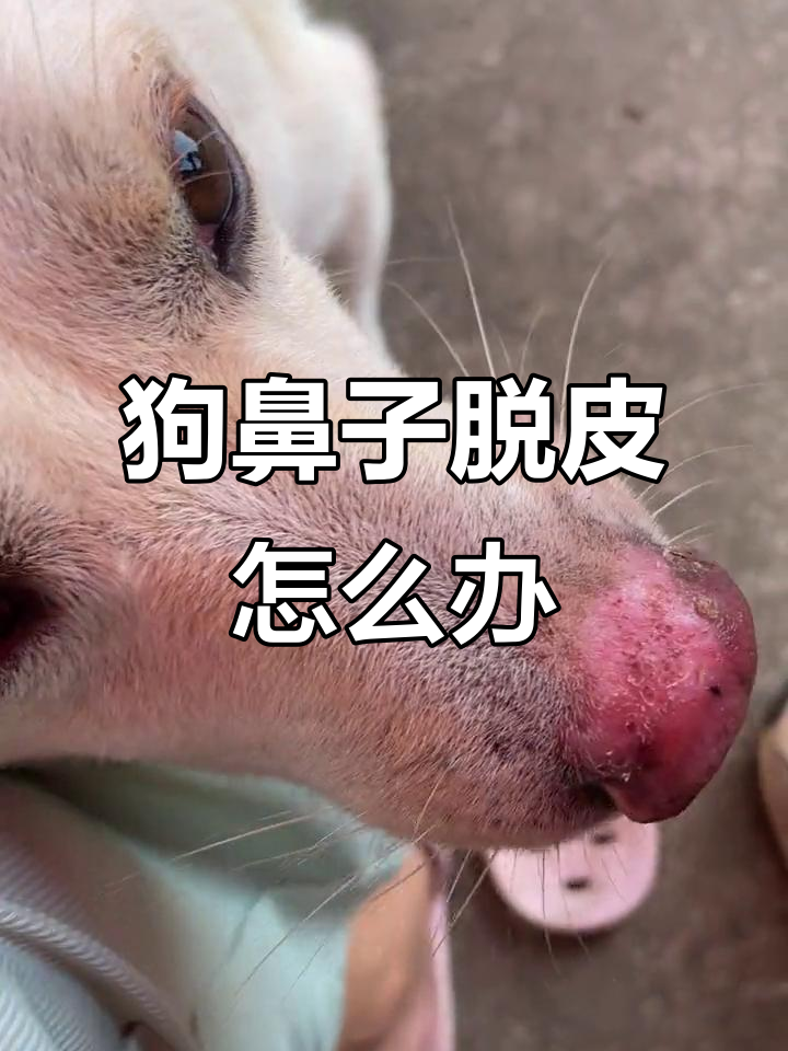 狗狗鼻子脱皮变红,究竟是怎么回事?