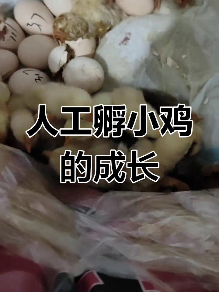 小鸡孵化全过程,18天破壳而出超萌瞬间
