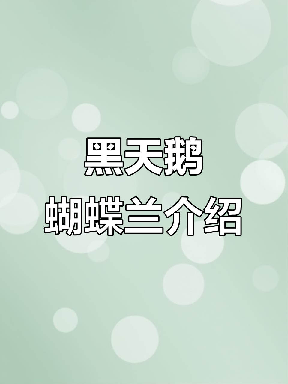 蝴蝶兰黑天鹅品种揭秘:从红花到高贵象征