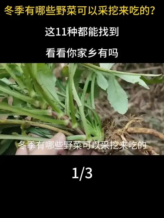 冬季有哪些野菜可以采挖来吃的？这11种都能找到，看看你家乡有吗