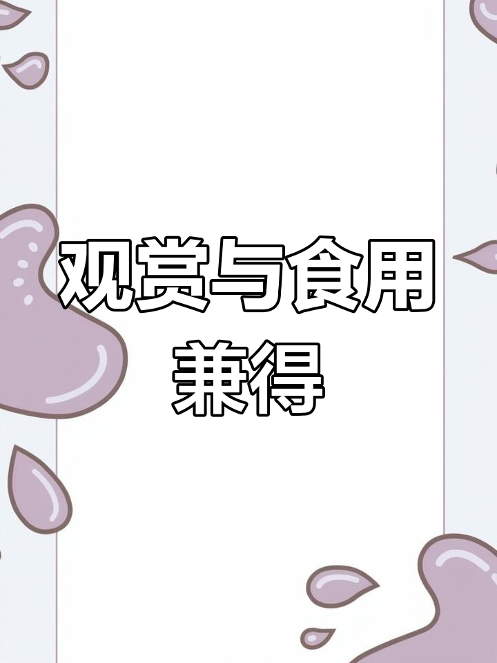 这种鱼既美观又实用,杂食性强且易养活