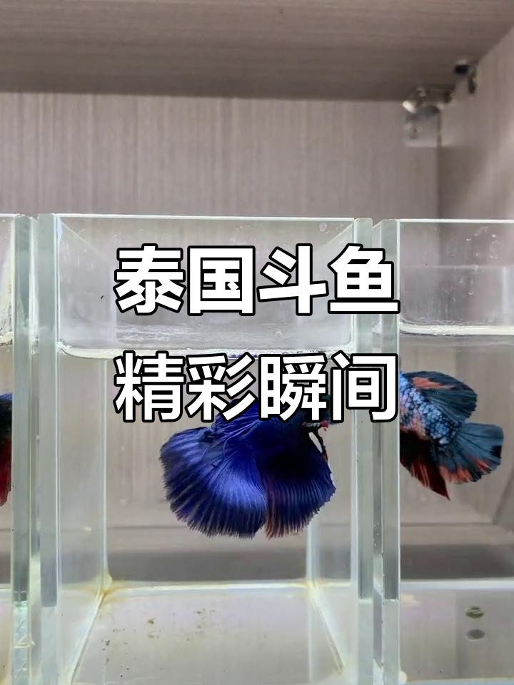 泰国斗鱼精品展示,绿膜、血斑将军一应俱全