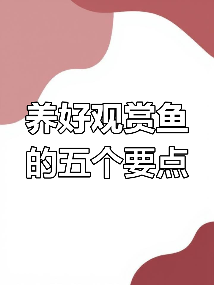 观赏鱼养殖五大注意事项,避免鱼儿死亡的关键