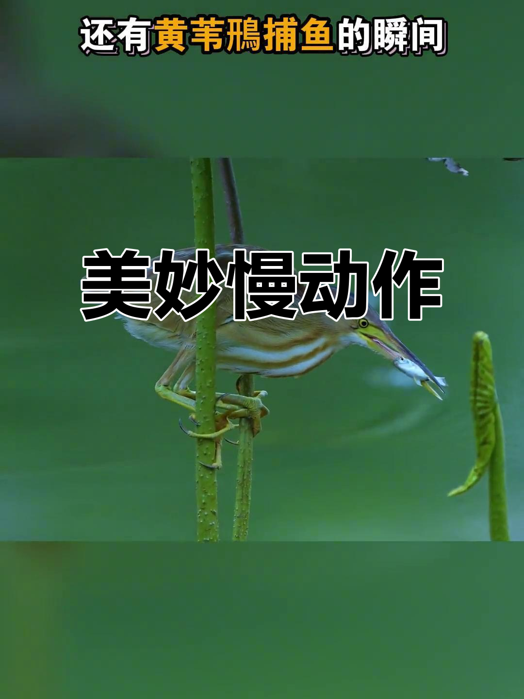 慢动作捕捉翠鸟捕鱼，蜂虎踩背瞬间，美得令人窒息！