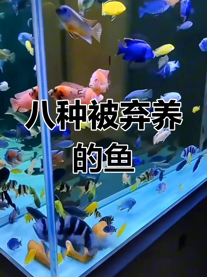被嫌弃的八大观赏鱼,养过几种?