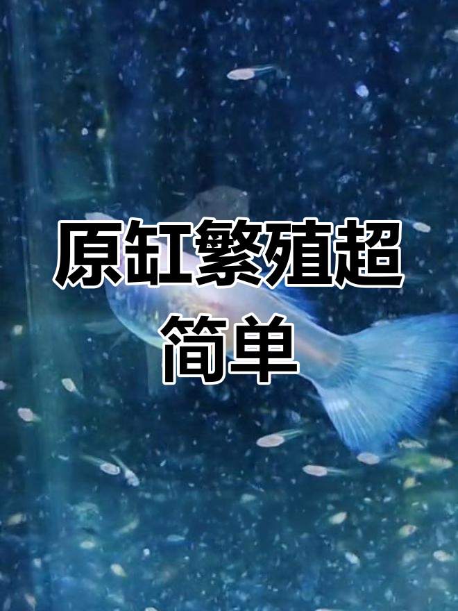 孔雀鱼原缸繁殖,轻松爆缸!母鱼生小鱼全过程揭秘