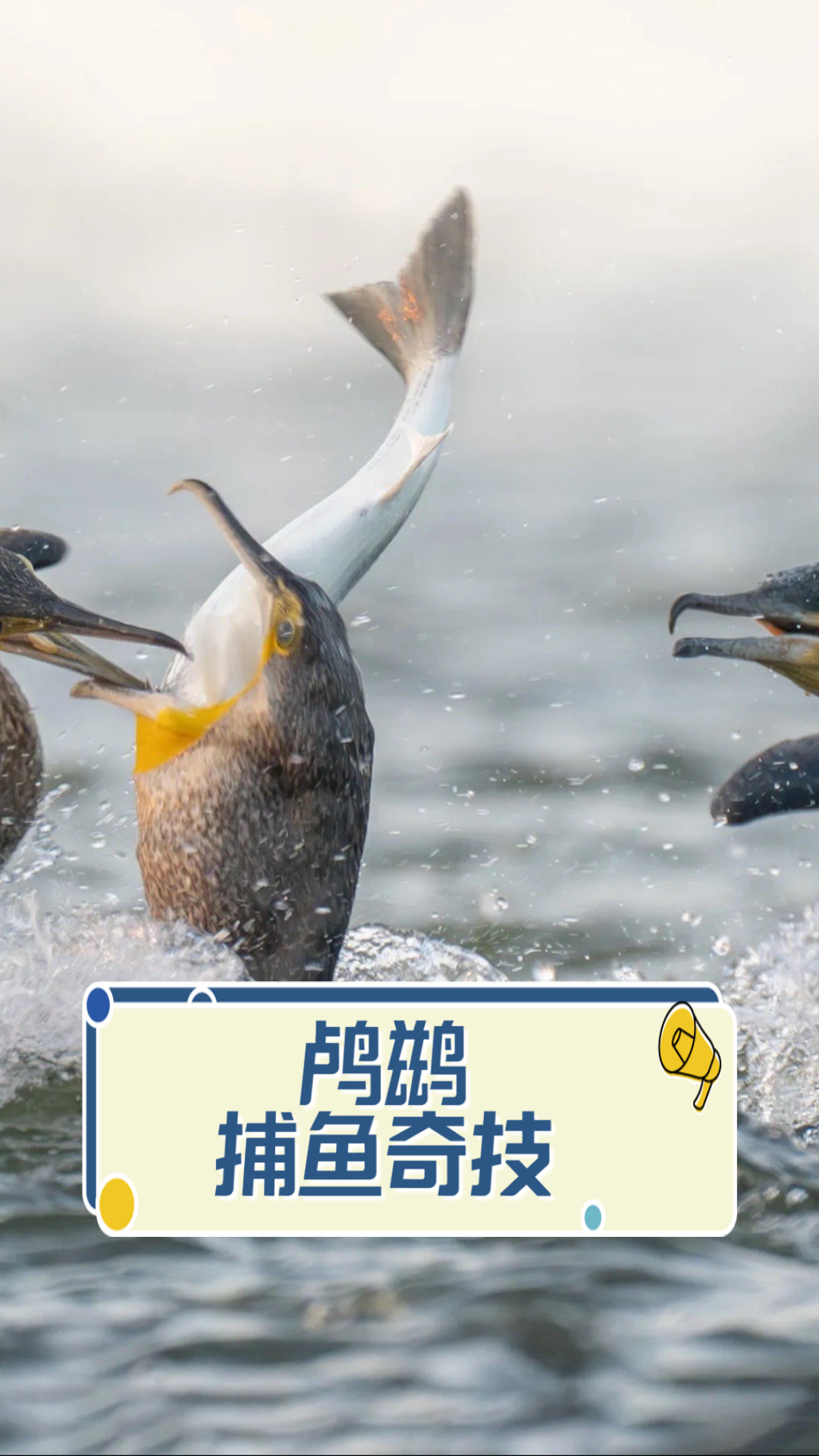 鸬鹚捕鱼奇技