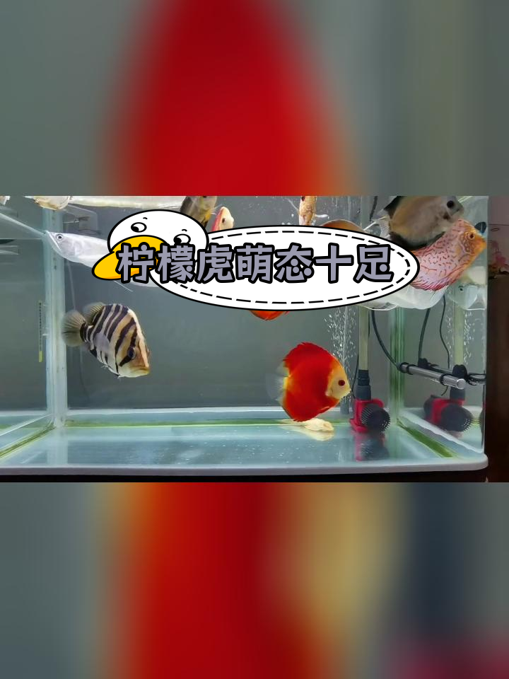 虎鱼与七彩神仙鱼的奇妙混养效果