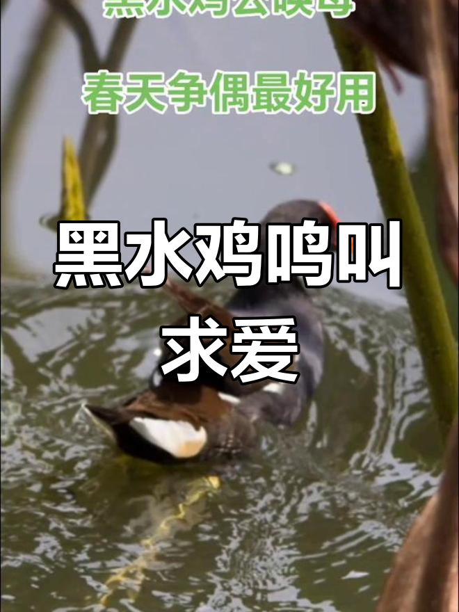 黑水鸡公母争偶,叫声响彻春天