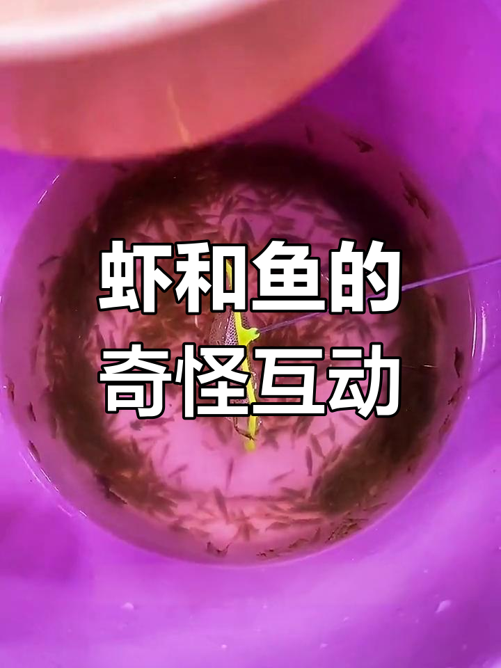 黑壳虾与长臂虾混养,奶鱼竟然不敢吃!