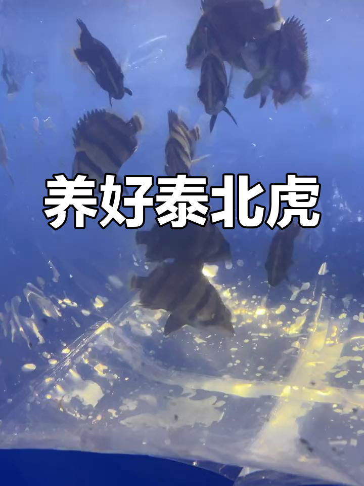 泰北虎鱼养殖技巧,如何提升观赏性