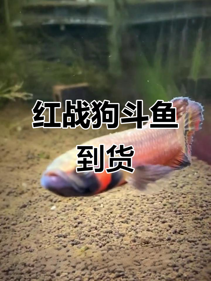 红战狗斗鱼开箱,活泼可爱,期待它们发色繁殖