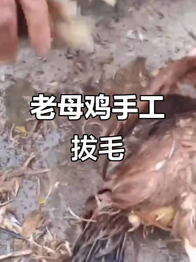 手工脱毛现宰老母鸡,农家土味满满