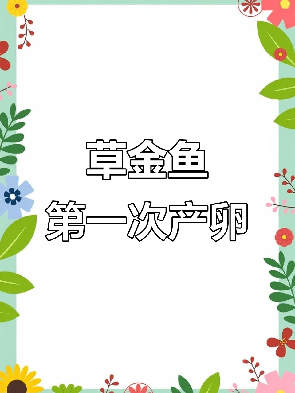 草金鱼首次产卵,竟然是这样的场景!