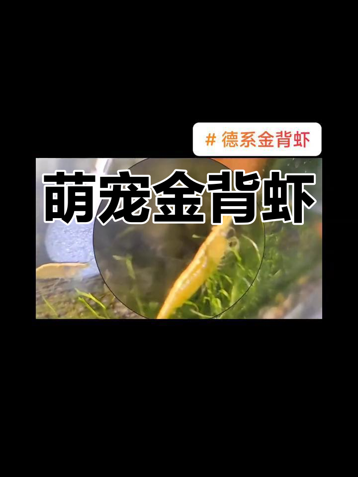 金背虾,金黄可爱,易养又美观!
