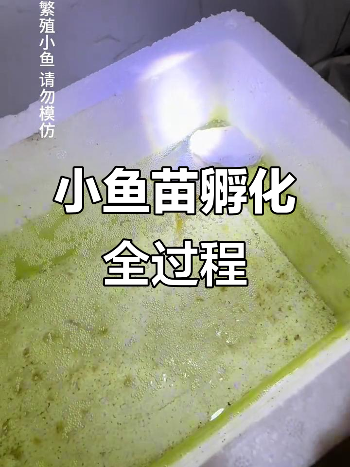 斗鱼繁殖揭秘：从蓝蛇到小鱼苗，全程养护技巧
