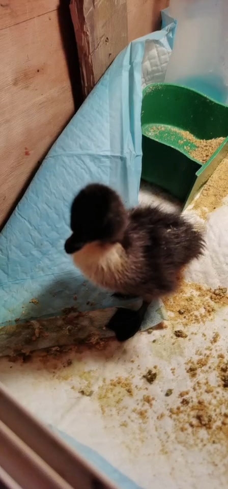 围兜魔法师柯尔鸭