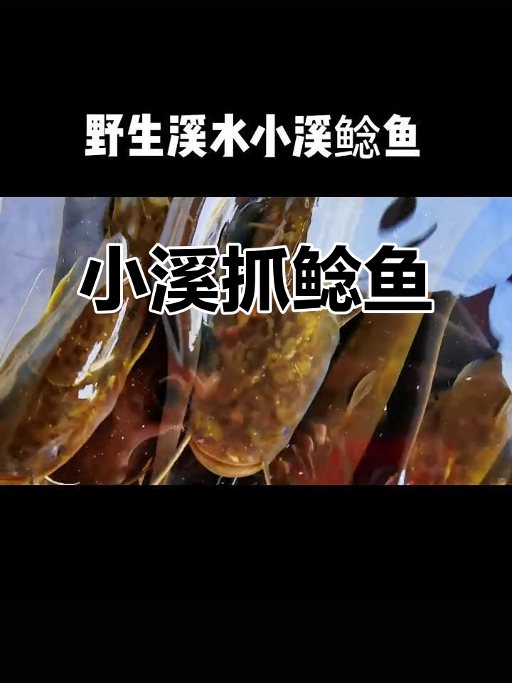溪流小鲶鱼，野生捕捞乐趣多