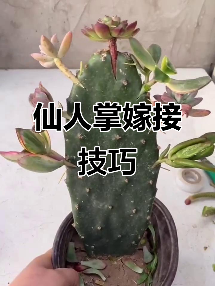 仙人掌嫁接多肉,成活率超高!简单步骤教你轻松搞定
