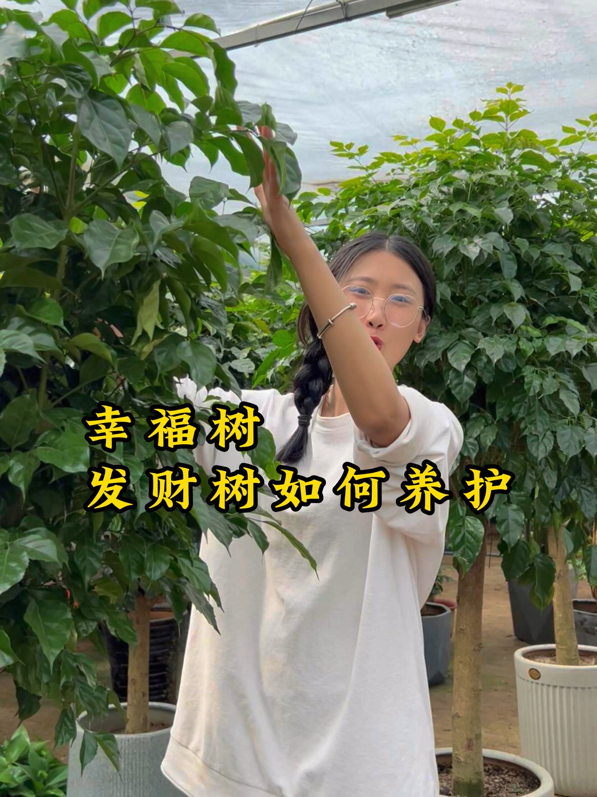 幸福树和发财树都是常见的绿植但是养护有明显不同发财比幸福还是