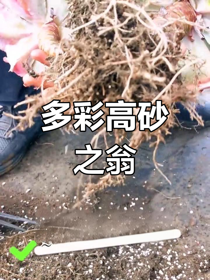 高砂之翁,多变色彩的经典多肉植物,令人陶醉