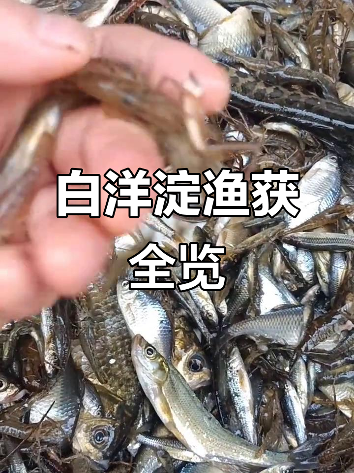 白洋淀野生鱼虾大丰收,种类繁多令人眼花缭乱