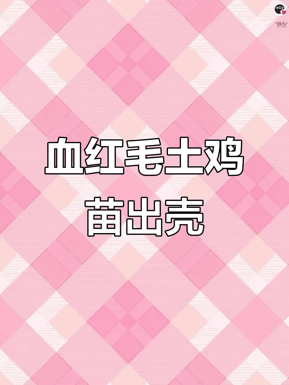 贵州血红毛土鸡苗3月20日孵化,全国发货支持养殖技术