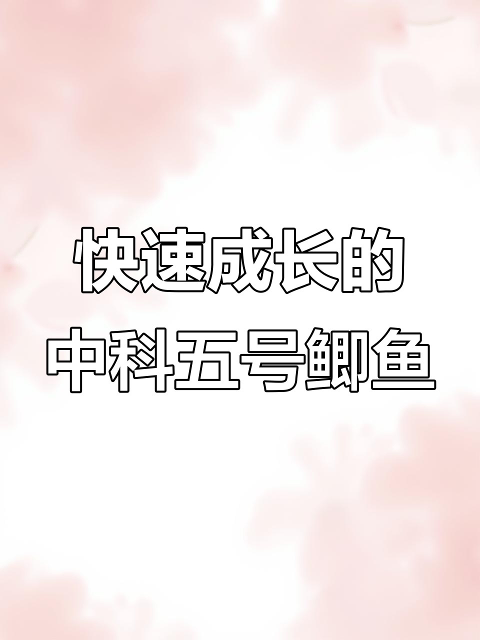 中科五号鲫鱼:生长快、抗病强,肉质鲜嫩,最大能长三斤