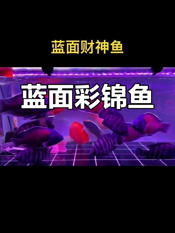 蓝面财神鱼:热带烈性观赏,二十公分大型鹦鹉招财