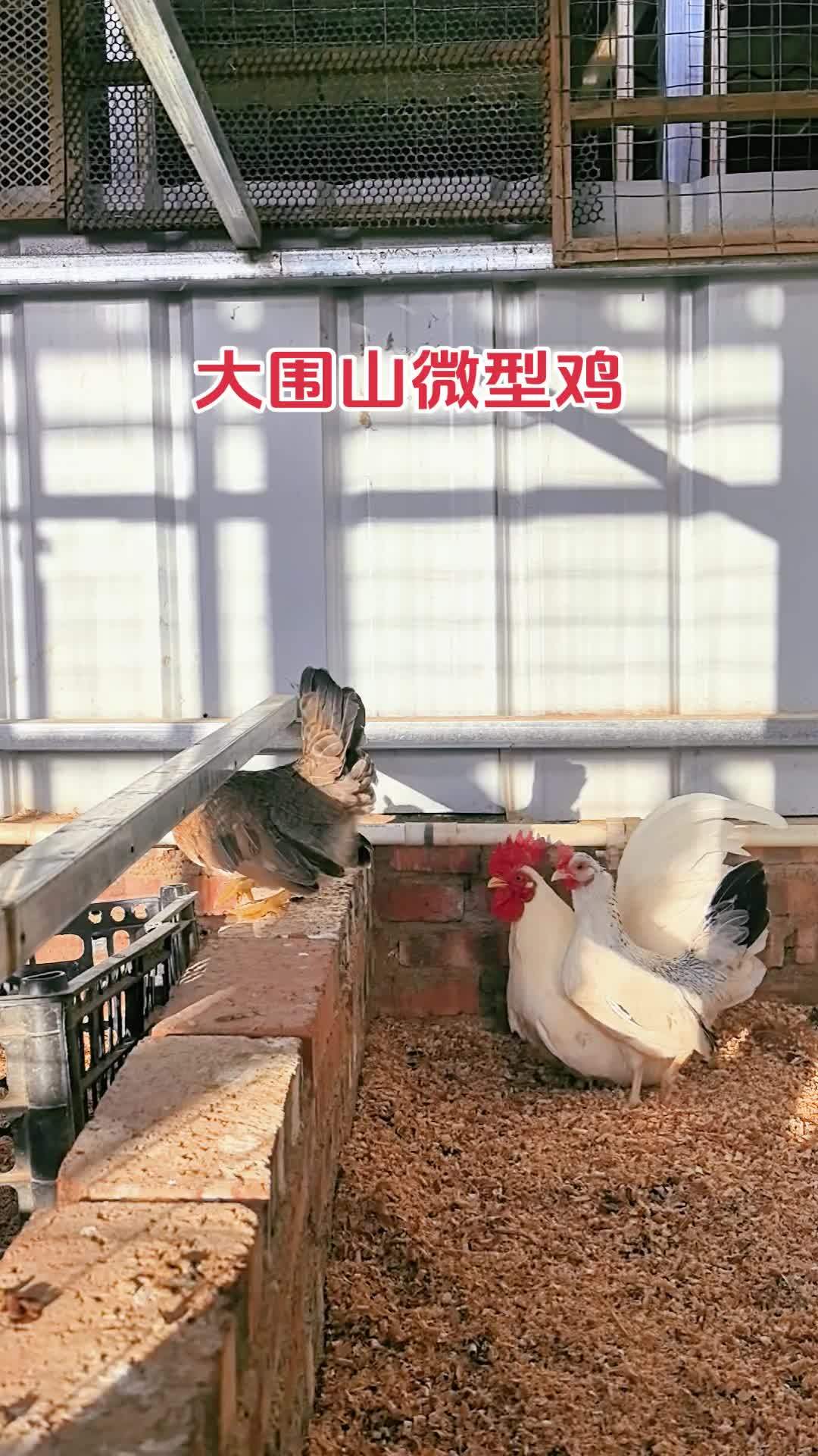 养殖 养鸡 农村散养土鸡 微型鸡 农村创业养殖 云南大围山微型鸡