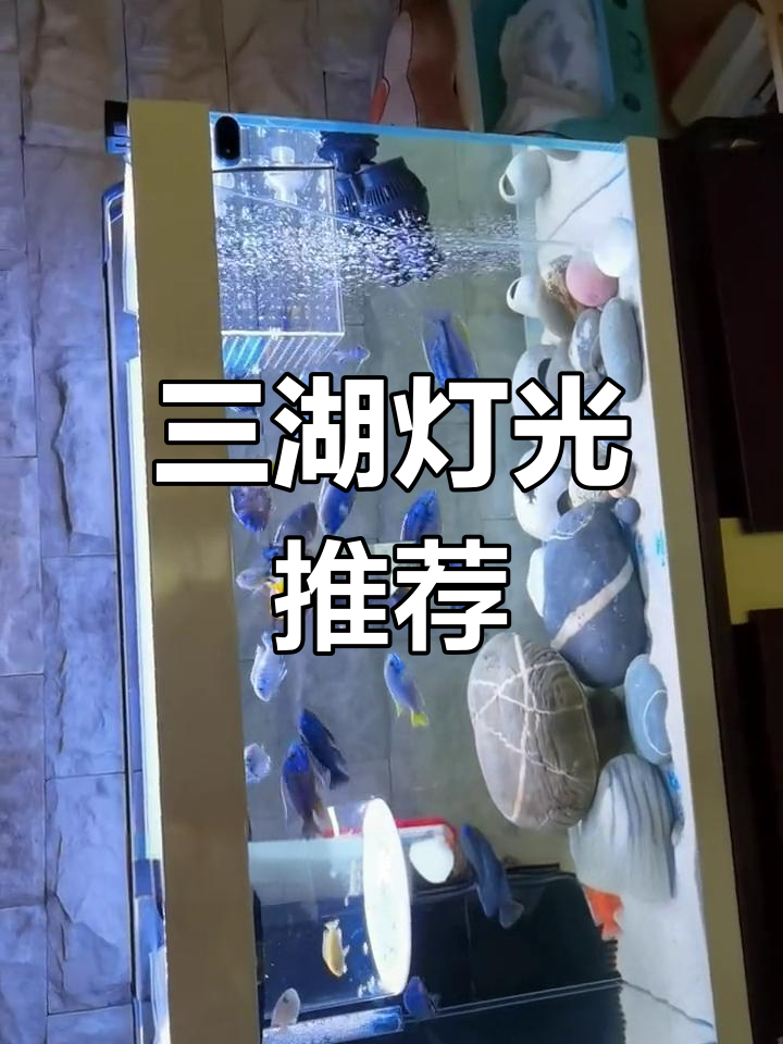 吉印三湖灯效果显著,慈鲷爱好者必试!
