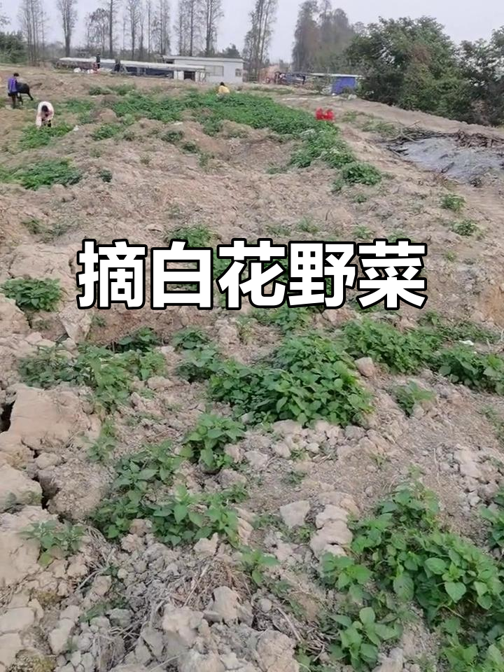 白花野菜大丰收，快来摘！超级多，等你来挑战