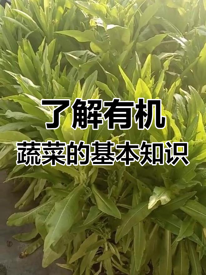 有机蔬菜的种植要求与认证标准