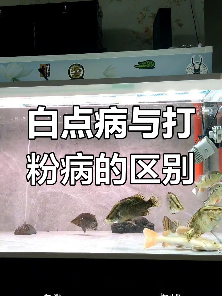 如何区分白点病与打粉病,并有效治疗