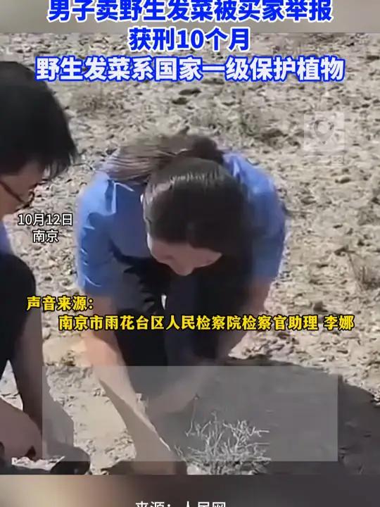 男子网售野生发菜获刑10个月。野生 保护植物 发菜 野生发菜