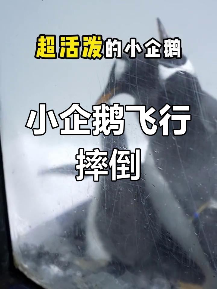 小企鹅学飞摔跤,躲妈妈脚底害羞不已