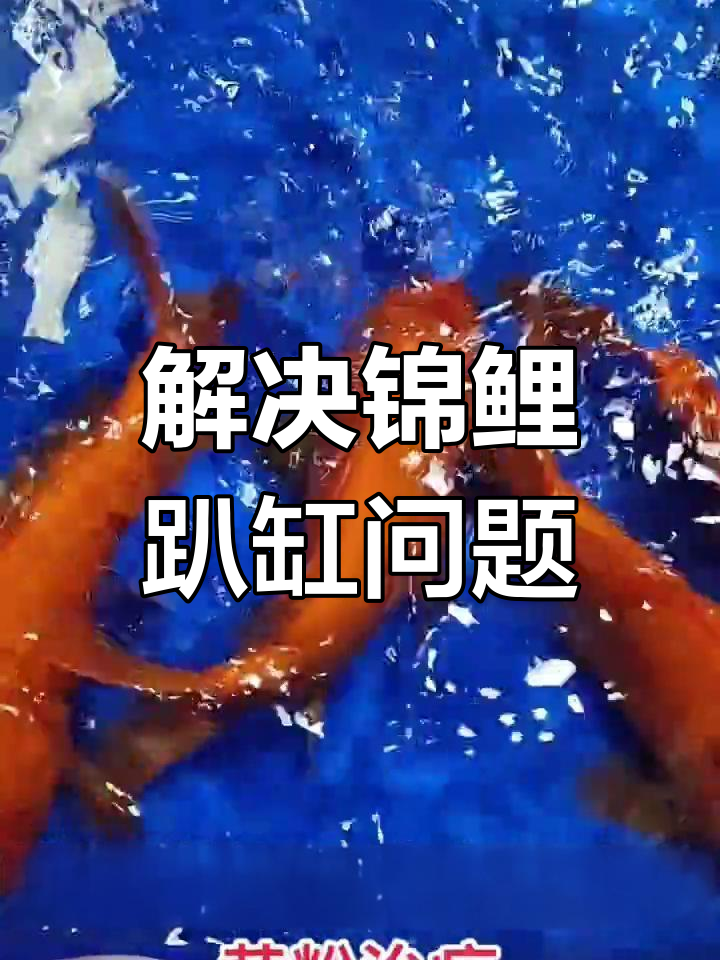 锦鲤趴缸原因分析:感冒、细菌感染与寄生虫问题