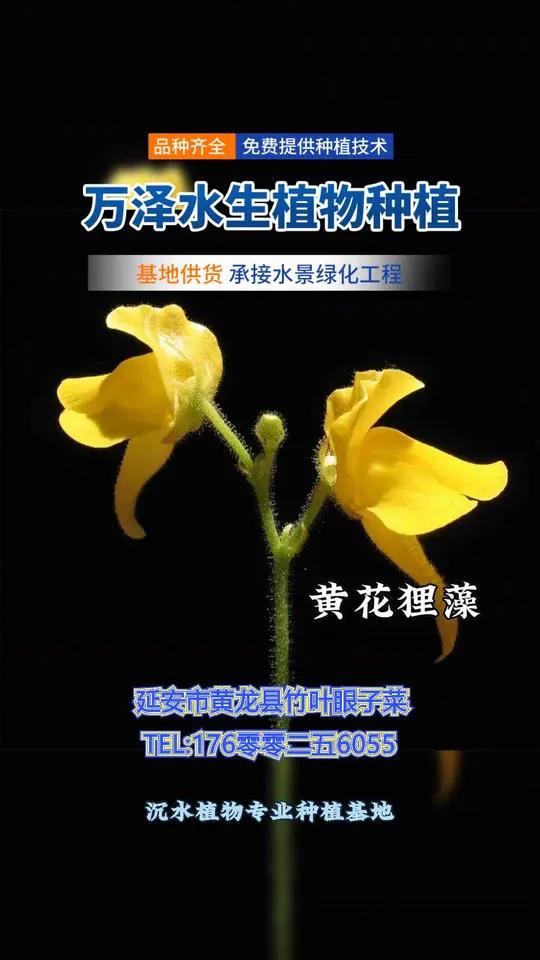 延安市黄龙县沉水植物专业种植基地,生态治水专家!我们提供各类优质沉水植物,能有效改善水质。