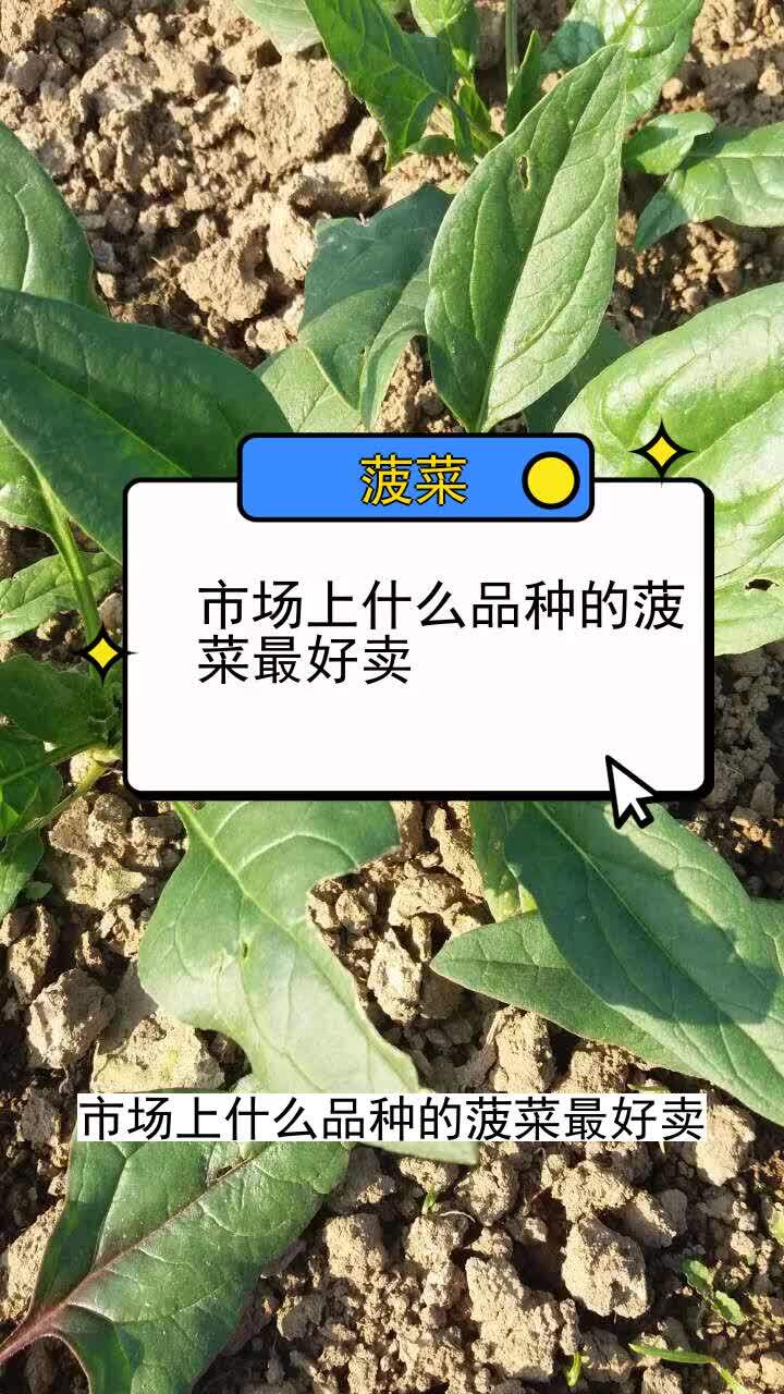市场上什么品种的菠菜最好卖 三农种植
